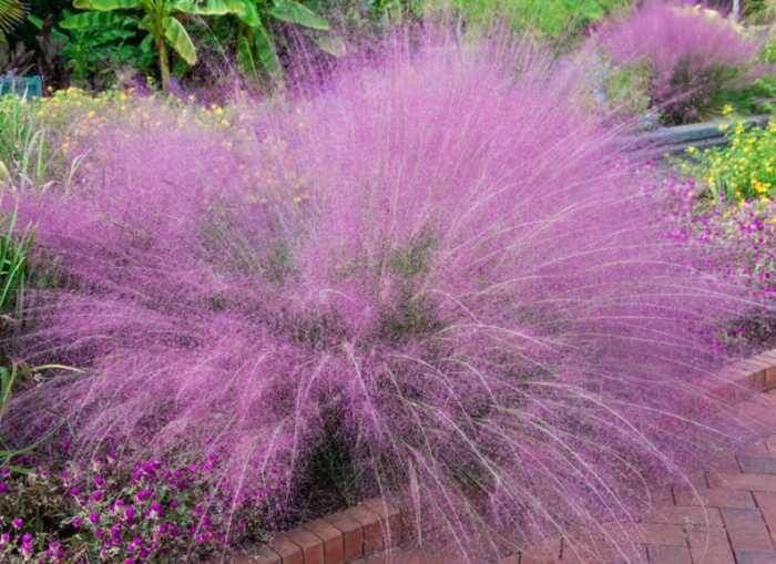 Best Plants for Desert Landscaping Phoenix Landscape Maintenance Company Yard Care Service