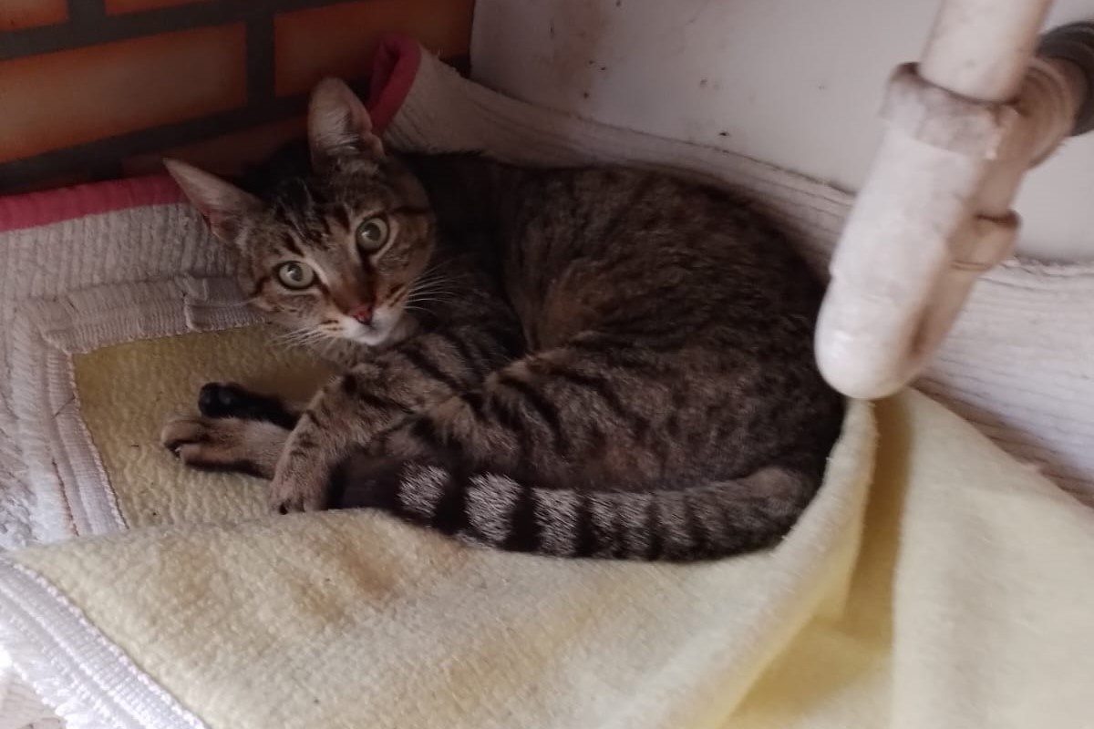 Kiko Associação Zoófila de Leiria