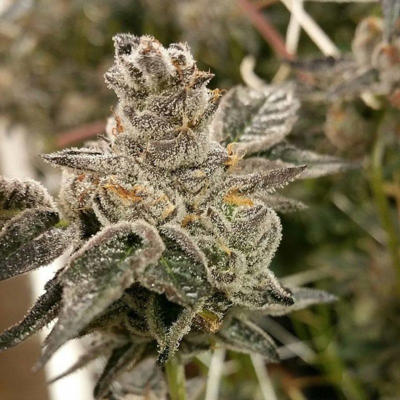 Herbal Wellness Center