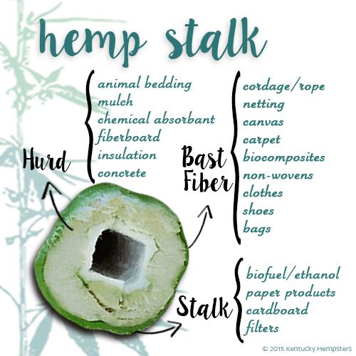 Infographic Uses for Hemp Stalk