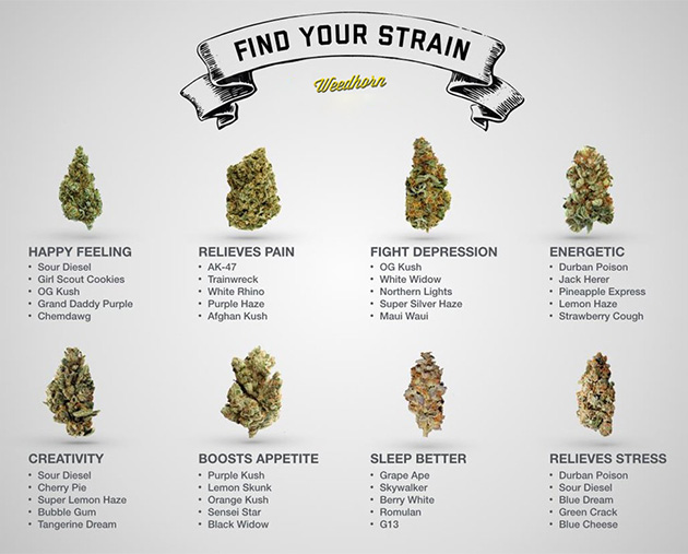 Find Your Perfect Marijuana Strain