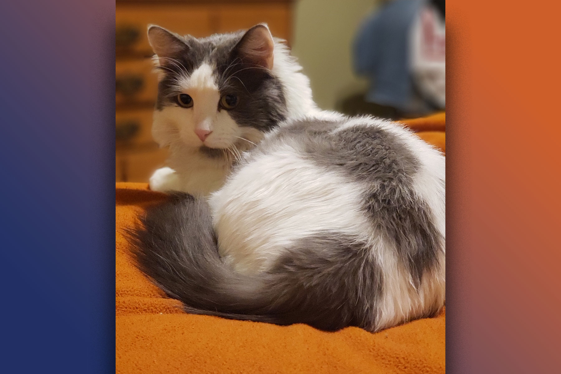 'Anybody with a set of clippers' Pet groomers are totally unregulated in Arizona