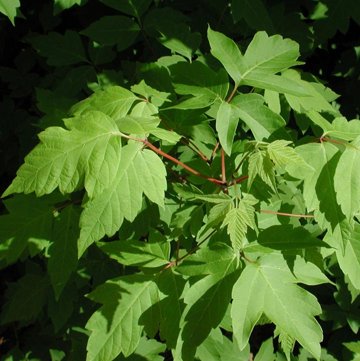 Box Elder The Arizona Native Plant Society