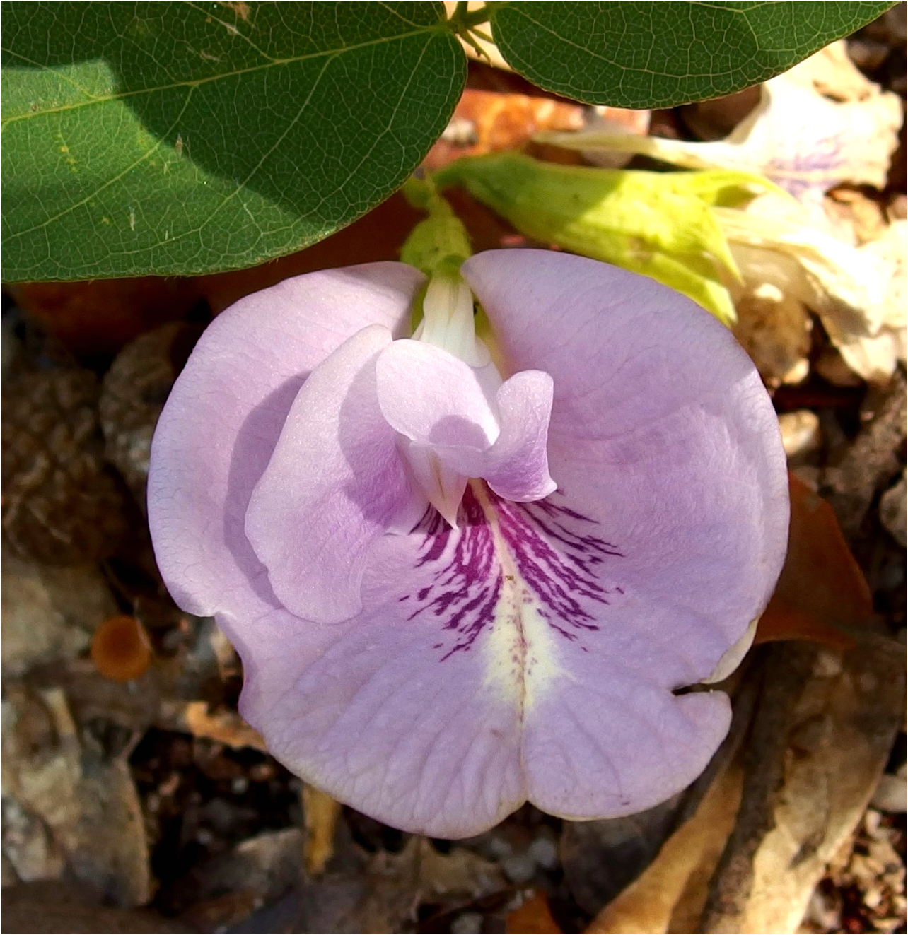 Cochise County The Arizona Native Plant Society
