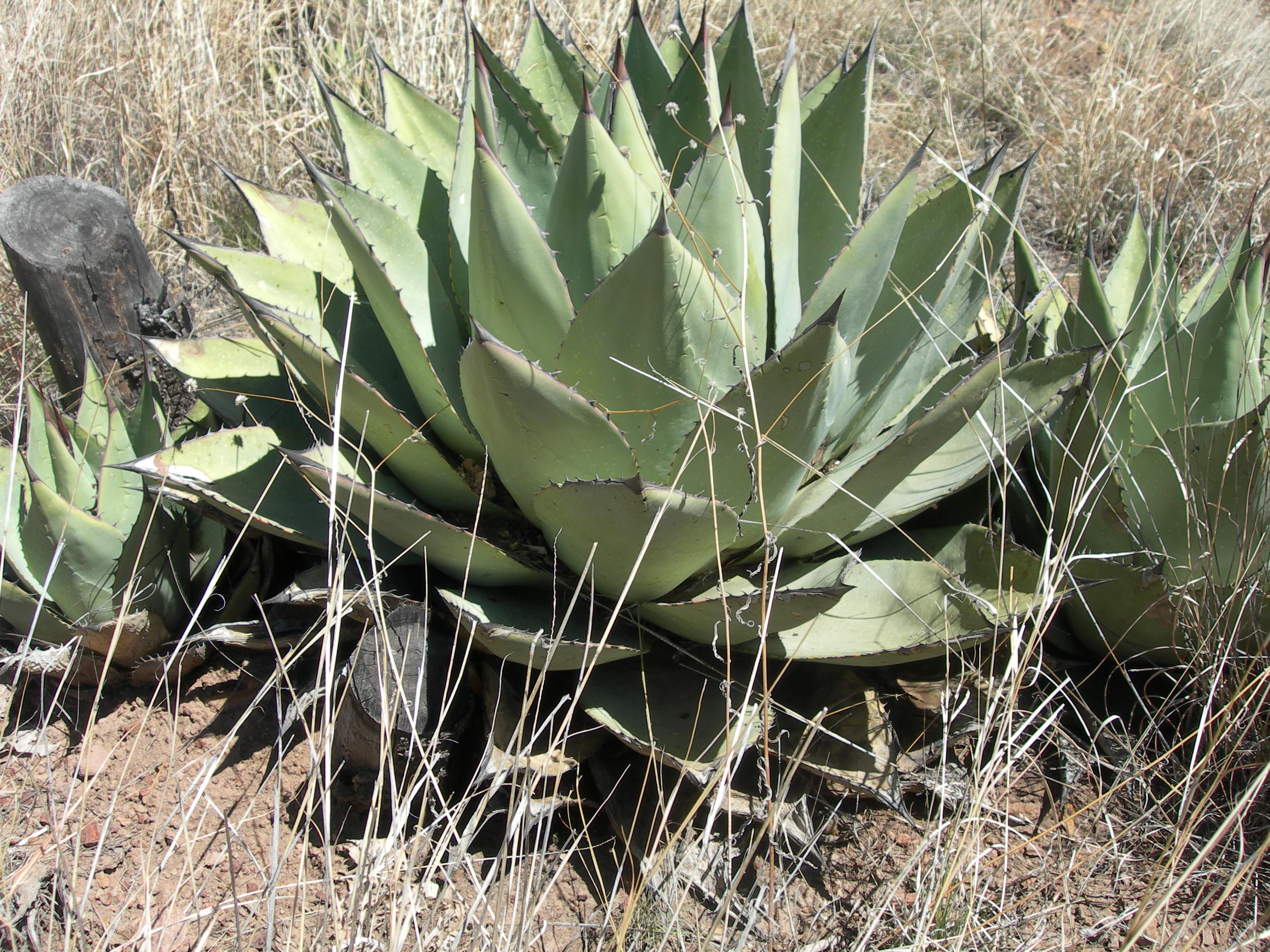 Parry’s agave The Arizona Native Plant Society
