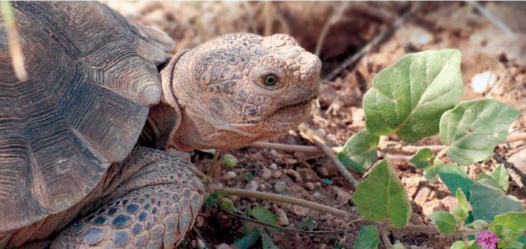 Native Plants for Desert Tortoises 2022 Update The Arizona Native