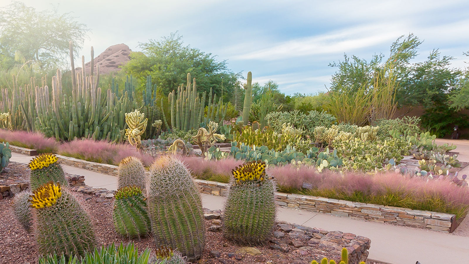 Grow Native The Arizona Native Plant Society