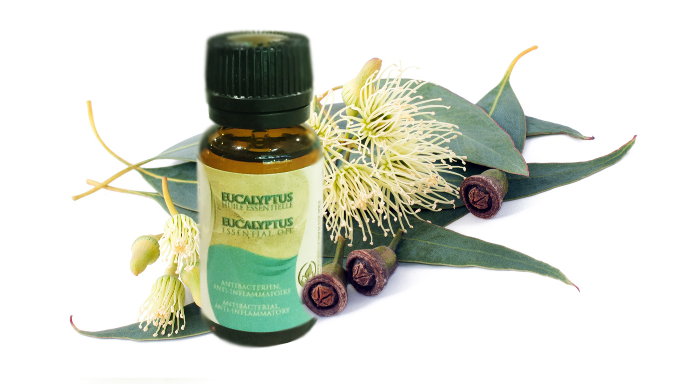 Eucalyptus, huile essentielle Azoor Canada
