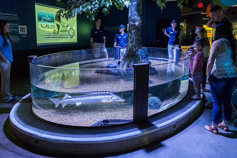 Project OdySea Aquarium Arizona Parenting Magazine