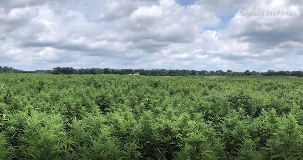 Industrial Hemp as an Arizona crop Arizona PBS