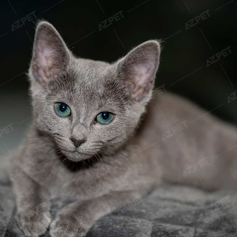 Mèo Russian Blue Nhập Khẩu Trực Tiếp Từ Liên Bang Nga