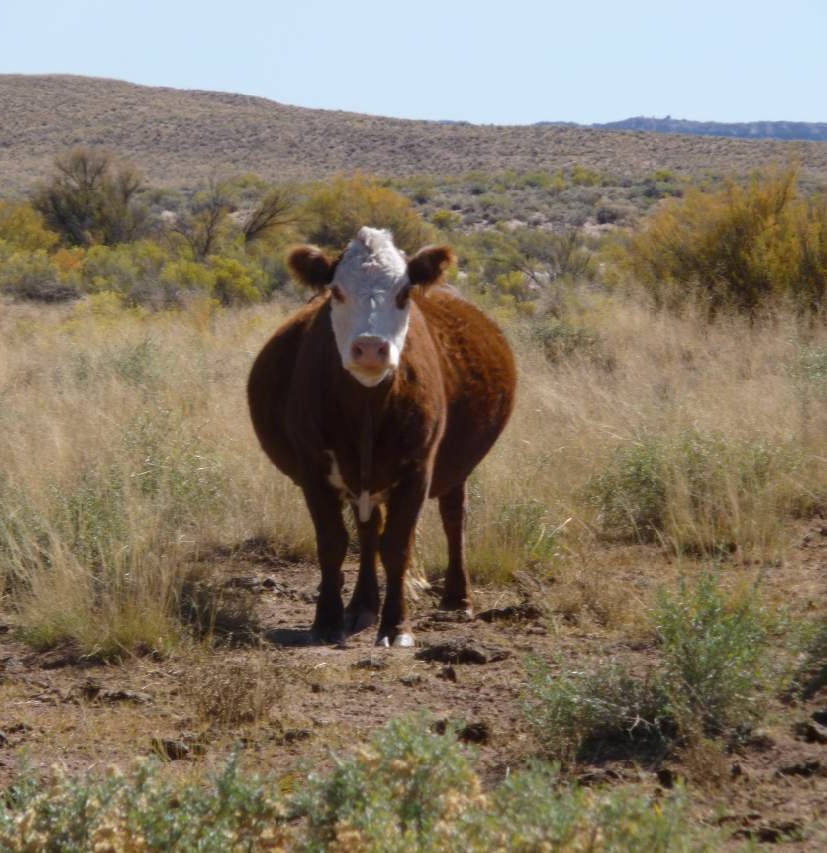 Northern Arizona Ranch Land and Acreages for Sale