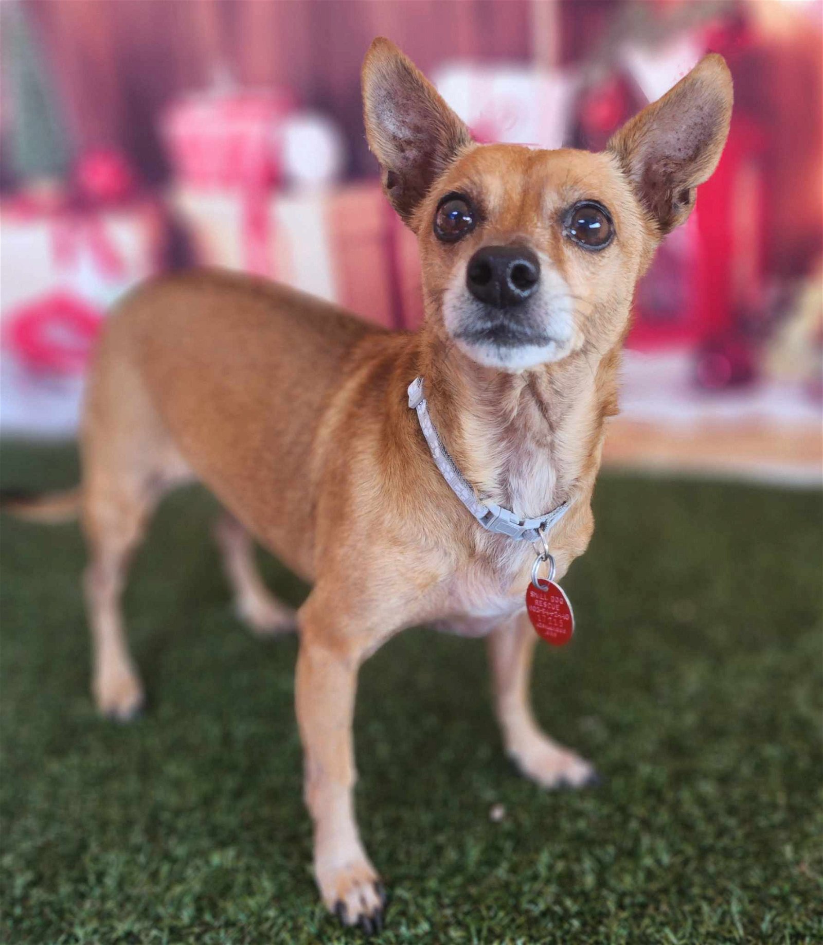 Dog Rescue Phoenix Dog Adoption Arizona Small Dog Rescue