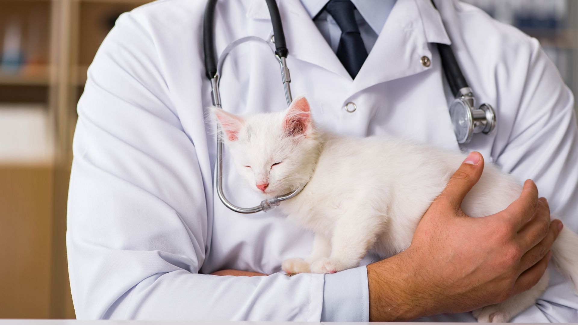 Healthcare Veterinarians Professional Indemnity Insurance Azure Risk