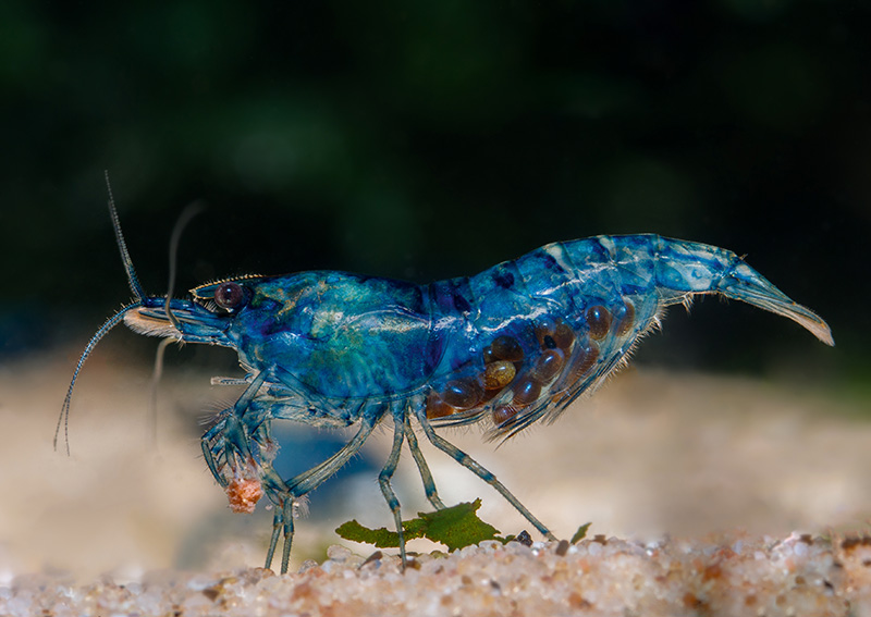 An introduction to Shrimp Practical Fishkeeping