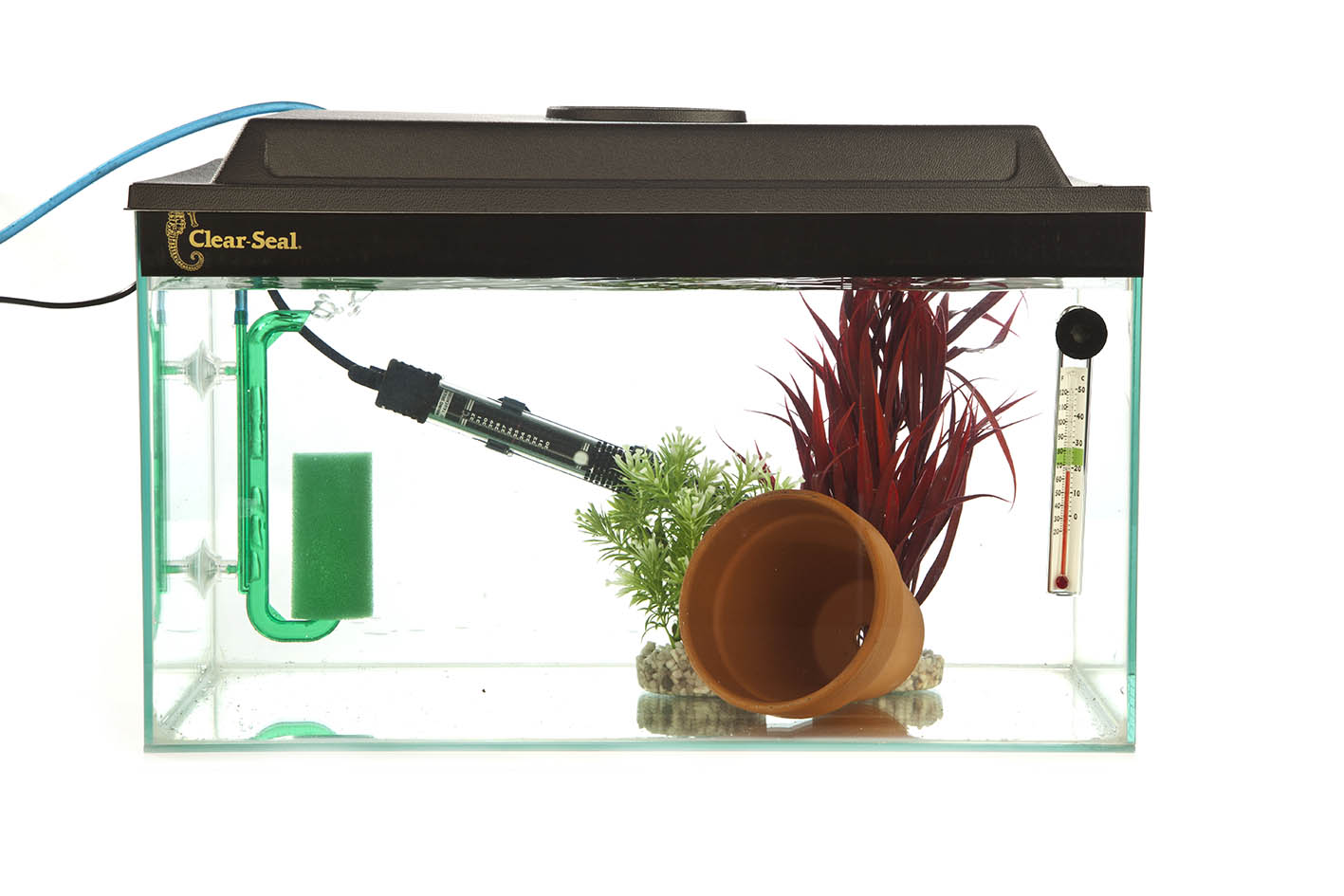 The Best Places to Buy Live Aquarium Fish Practical Fishkeeping