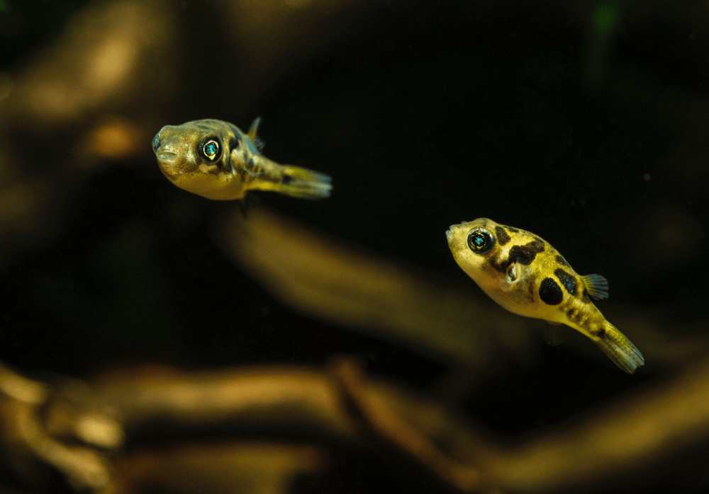 Join the puffer fish fan club! Practical Fishkeeping