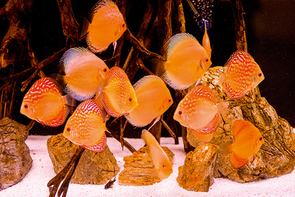 Why won’t this Discus fish eat? Practical Fishkeeping