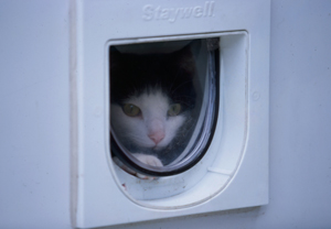 How do I keep other cats from using my cat flap? Your Cat