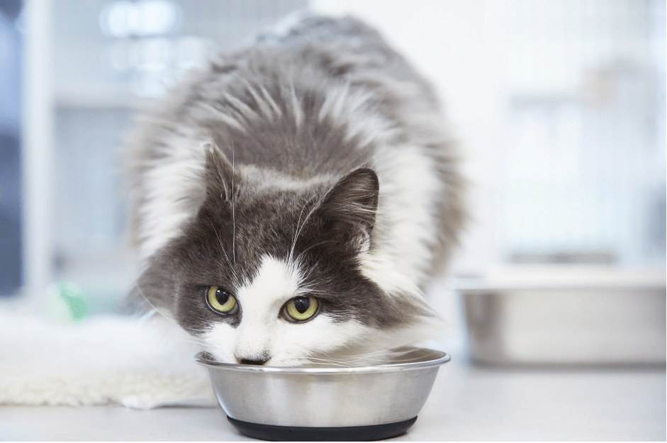 Is there a cure for colitis? Your Cat
