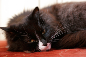Hyperthyroidism treatments Your Cat