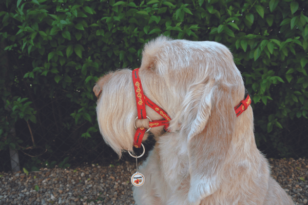 Dogmatic Dog Training Collars Your Dog