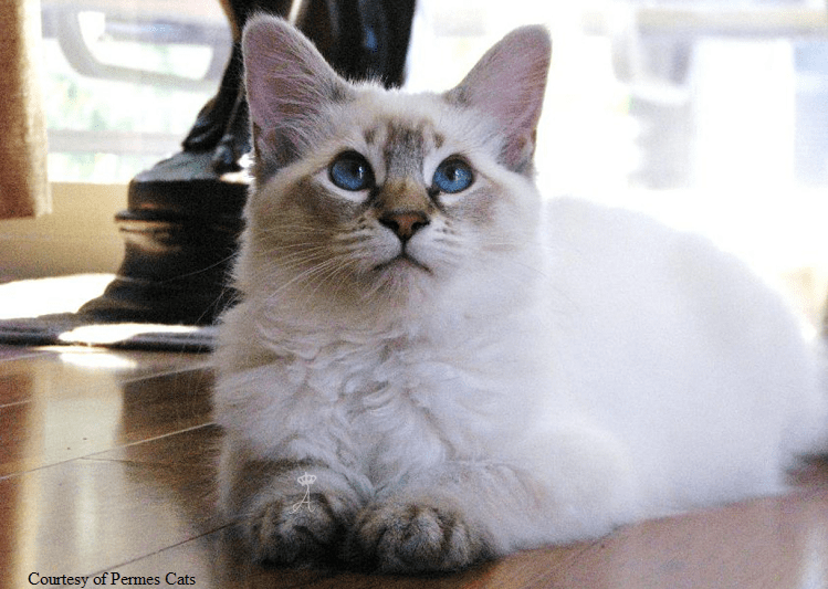 Azureys Cats Balinese Lynx Information