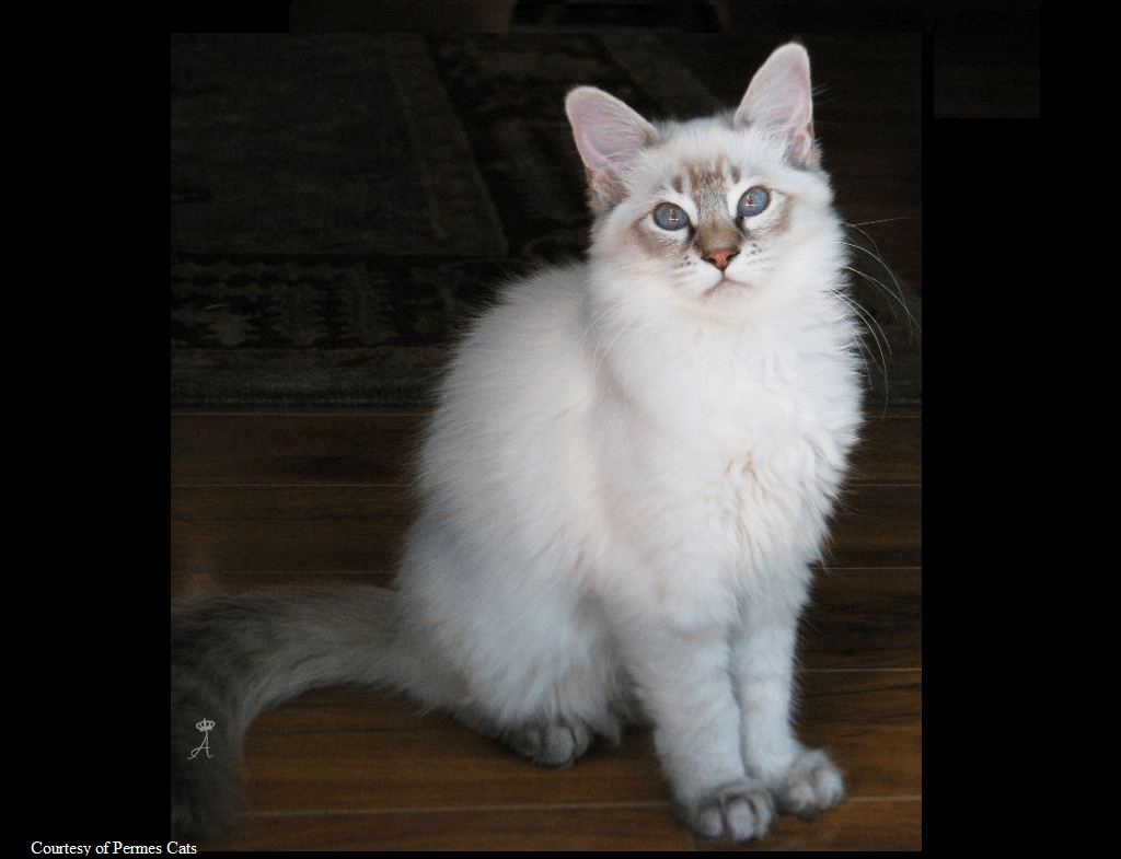 Azureys Cats Balinese Lynx Information