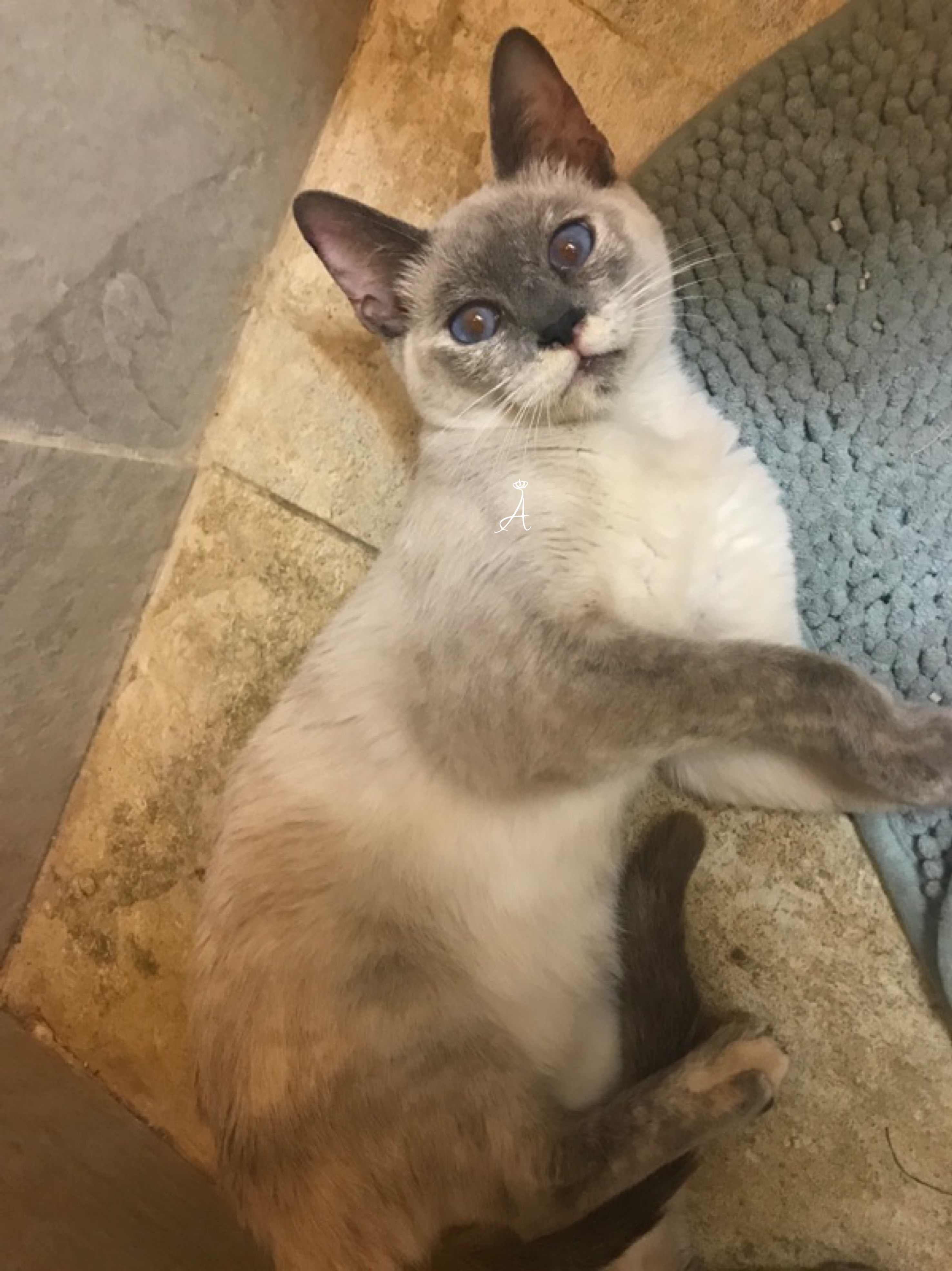 Azureys Cats Pixel