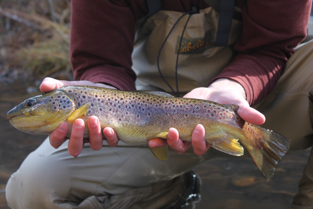 Fly Fishing Arizona Windy Arizona WanderingsArizona Wanderings