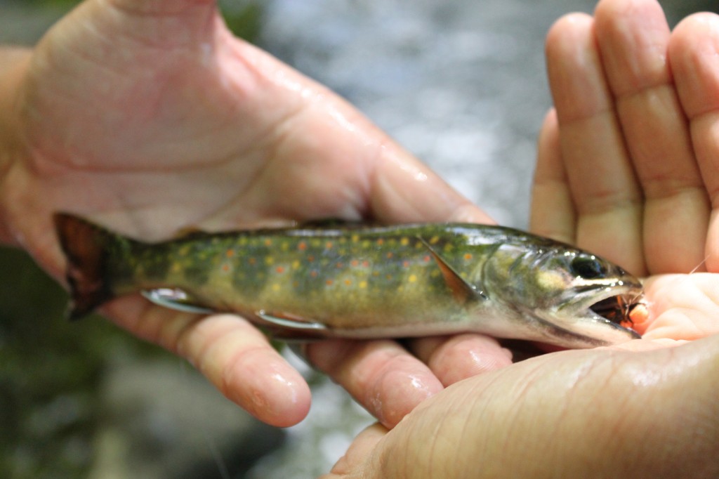 Fly Fishing New York Adirondack Small Stream Arizona