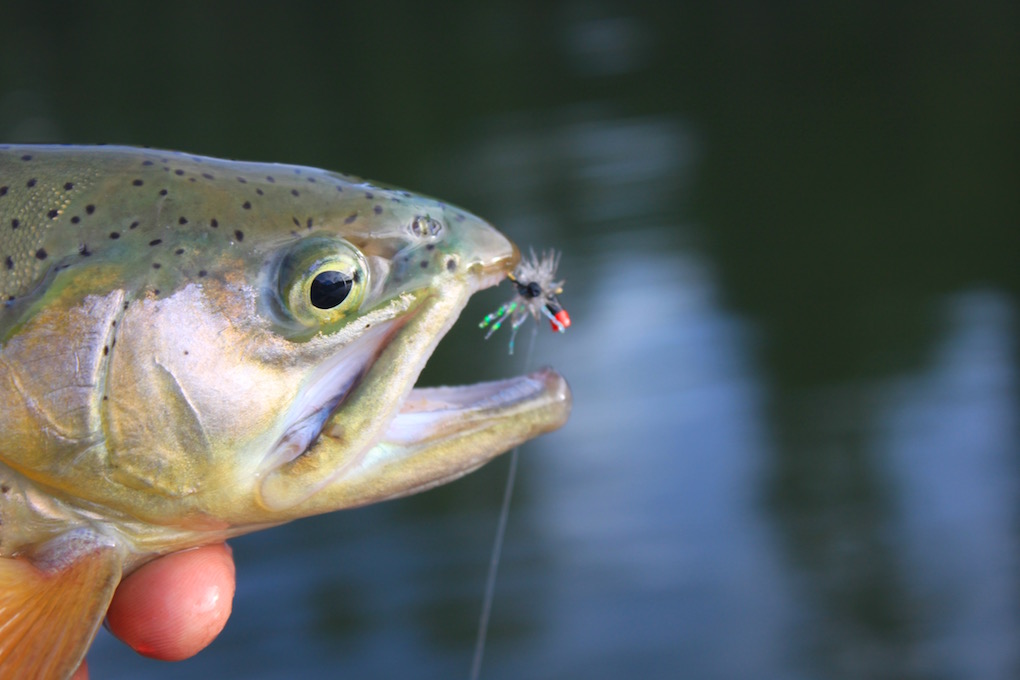 Fly Fishing Arizona Christmas Tree Lake Arizona WanderingsArizona