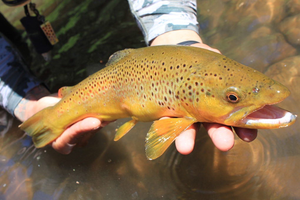 White Mountain Fly Fishing Arizona WanderingsArizona Wanderings