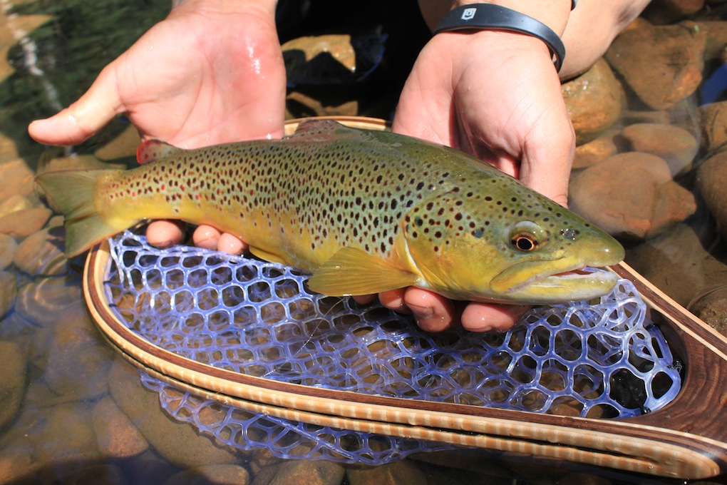 White Mountain Fly Fishing Arizona WanderingsArizona Wanderings