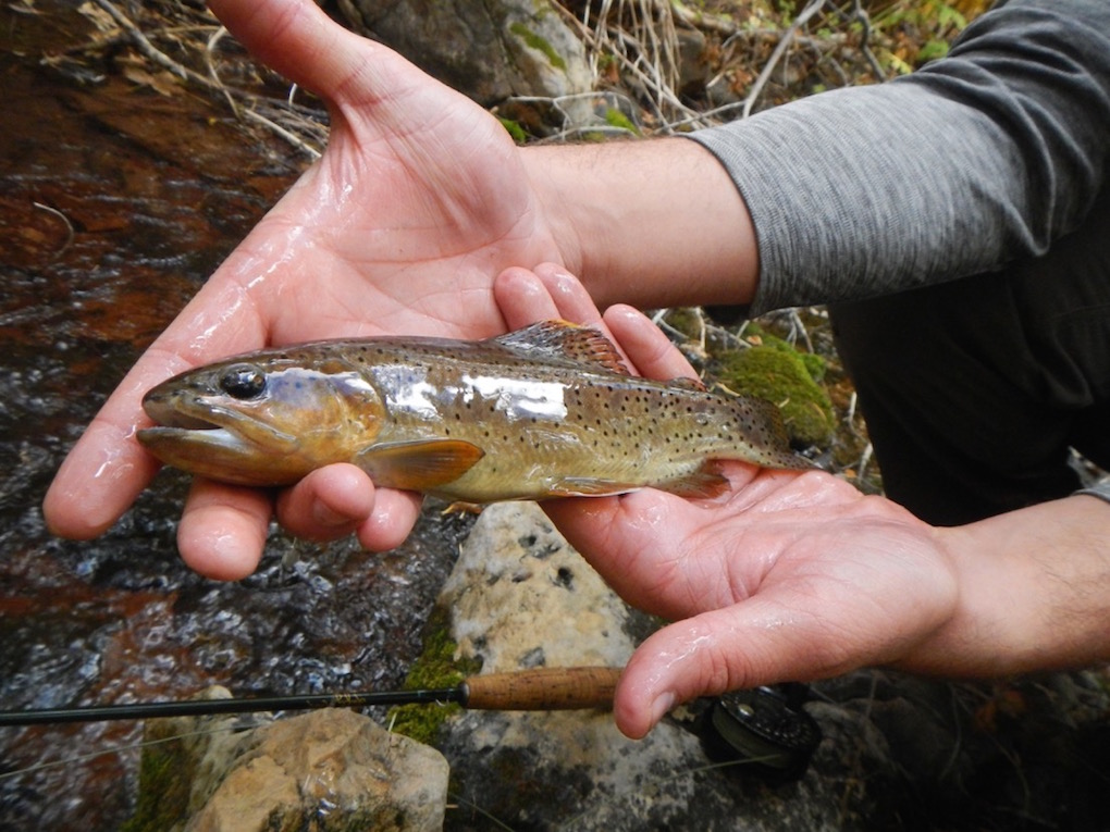 GrouseTrout Camp 2015 Arizona WanderingsArizona Wanderings