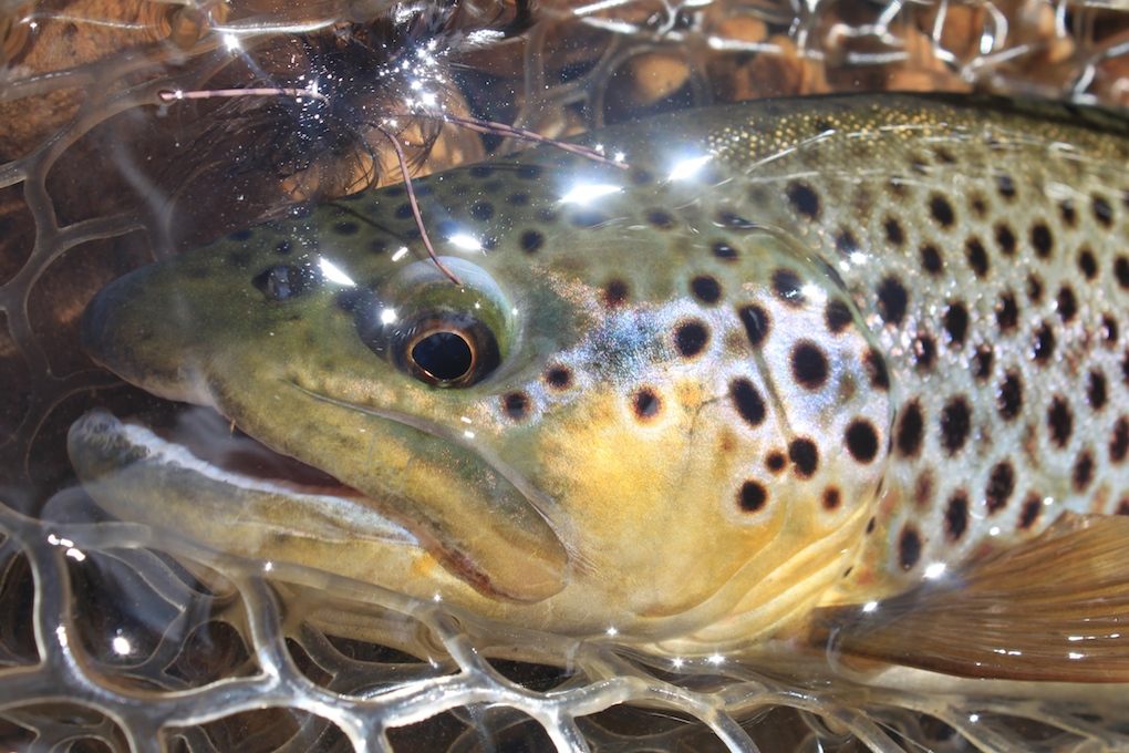 Arizona Fly Fishing The White Mountains Arizona WanderingsArizona