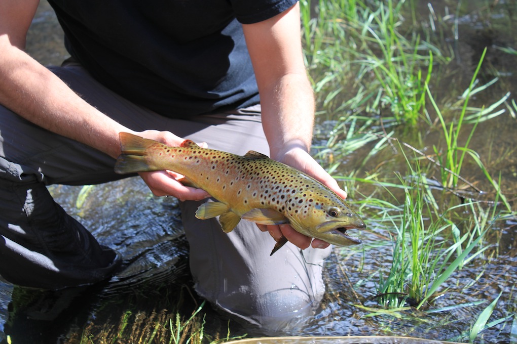 Arizona Fly Fishing Exploring the White Mountains Arizona