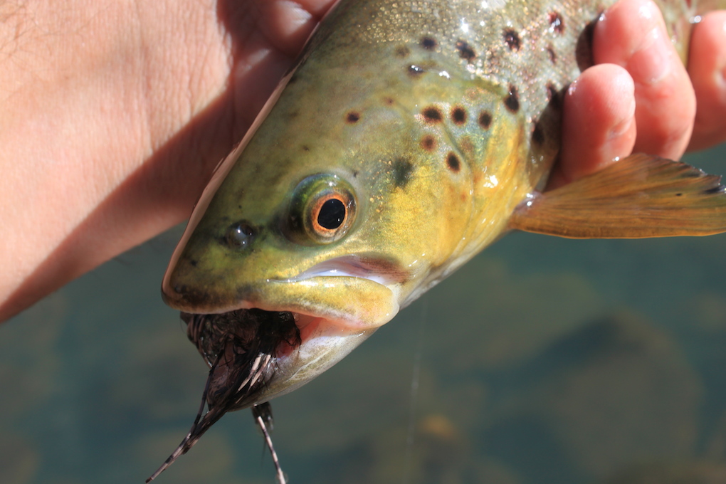 Arizona Fly Fishing The White Mountains Arizona WanderingsArizona