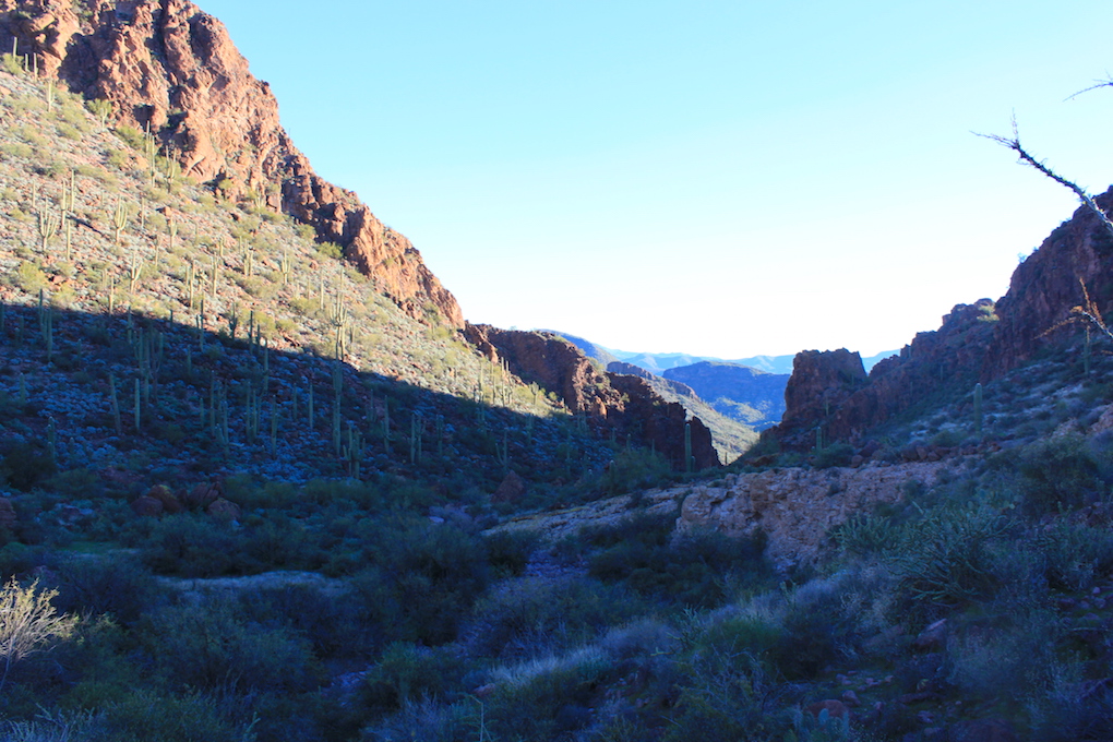 Last day of Arizona quail season Arizona WanderingsArizona Wanderings