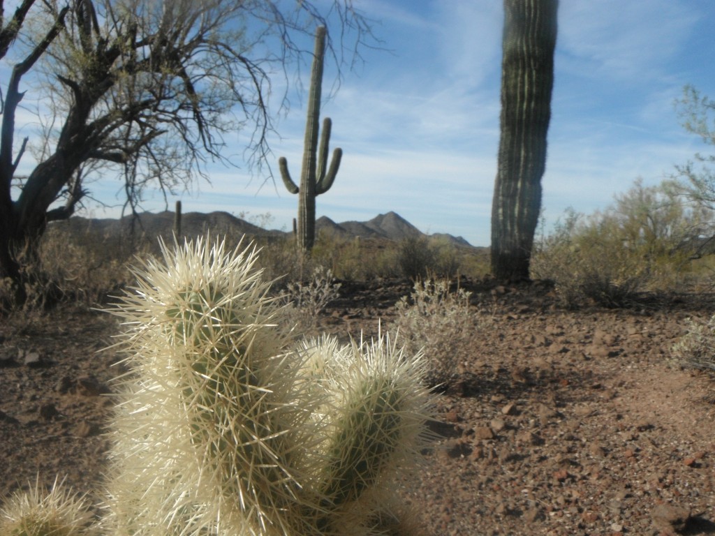 Arizona Quail Hunting (or this is going to be a long season) Arizona
