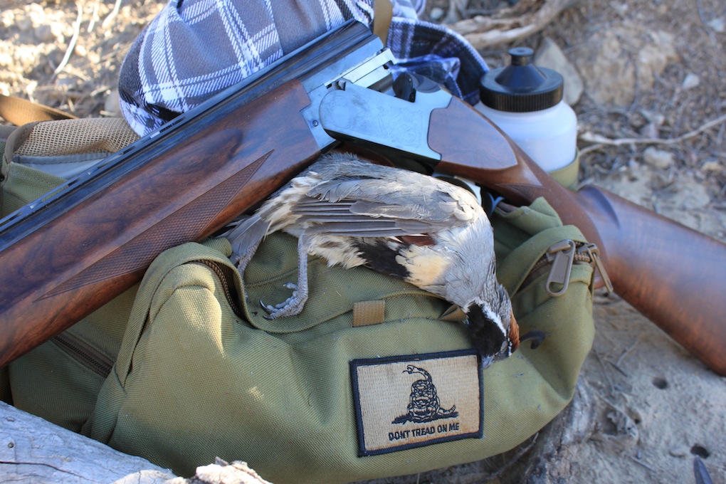 Arizona Quail Hunting Gambel's Quail Arizona WanderingsArizona