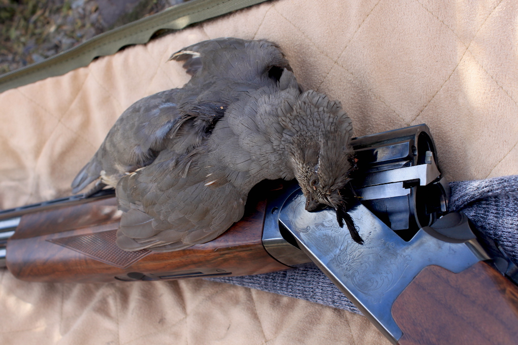 Arizona Quail Hunting End of the Season Arizona WanderingsArizona