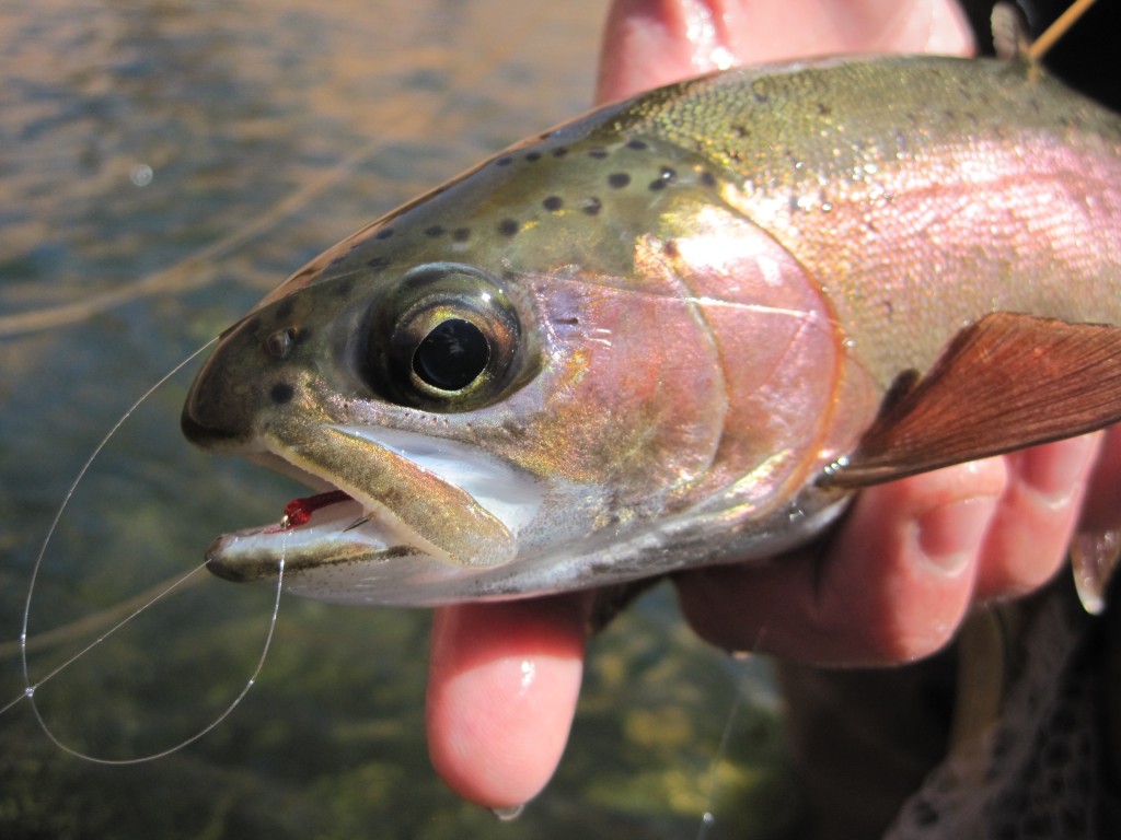 Arizona Fly Fishing Lees Ferry (Part 1) Arizona WanderingsArizona