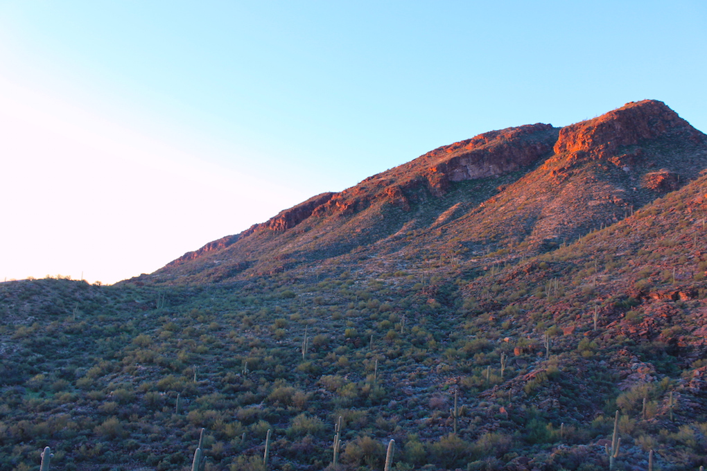 Last day of Arizona quail season Arizona WanderingsArizona Wanderings