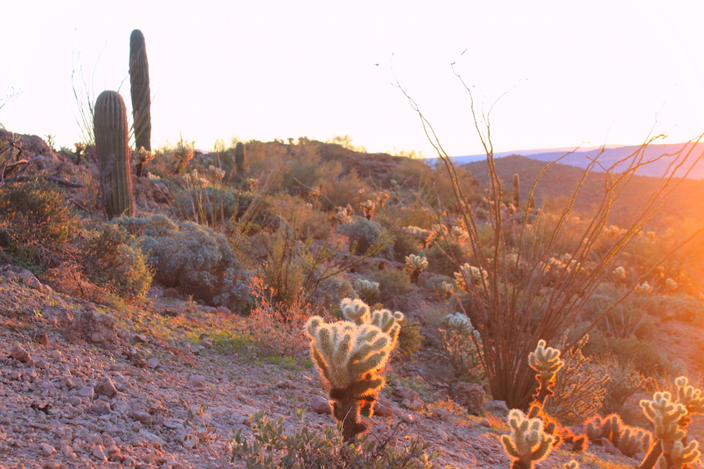 Last day of Arizona quail season Arizona WanderingsArizona Wanderings