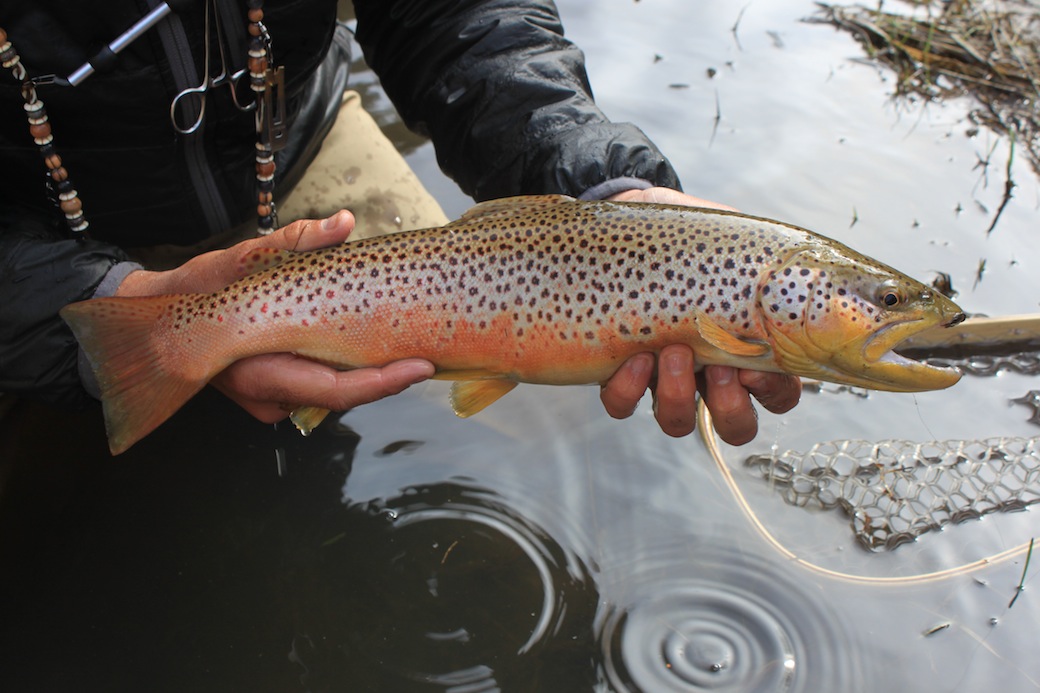 Arizona Fly Fishing Scouting for Brown Trout Arizona