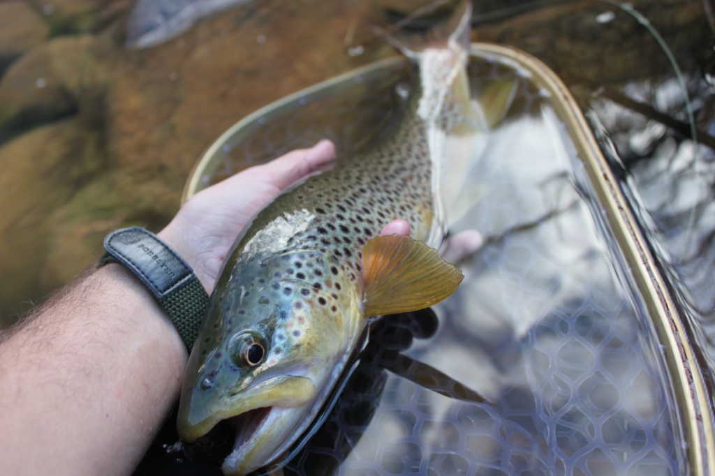 Arizona Fly Fishing New country Arizona WanderingsArizona Wanderings