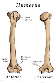 Anatomy Of The Humerus Bone