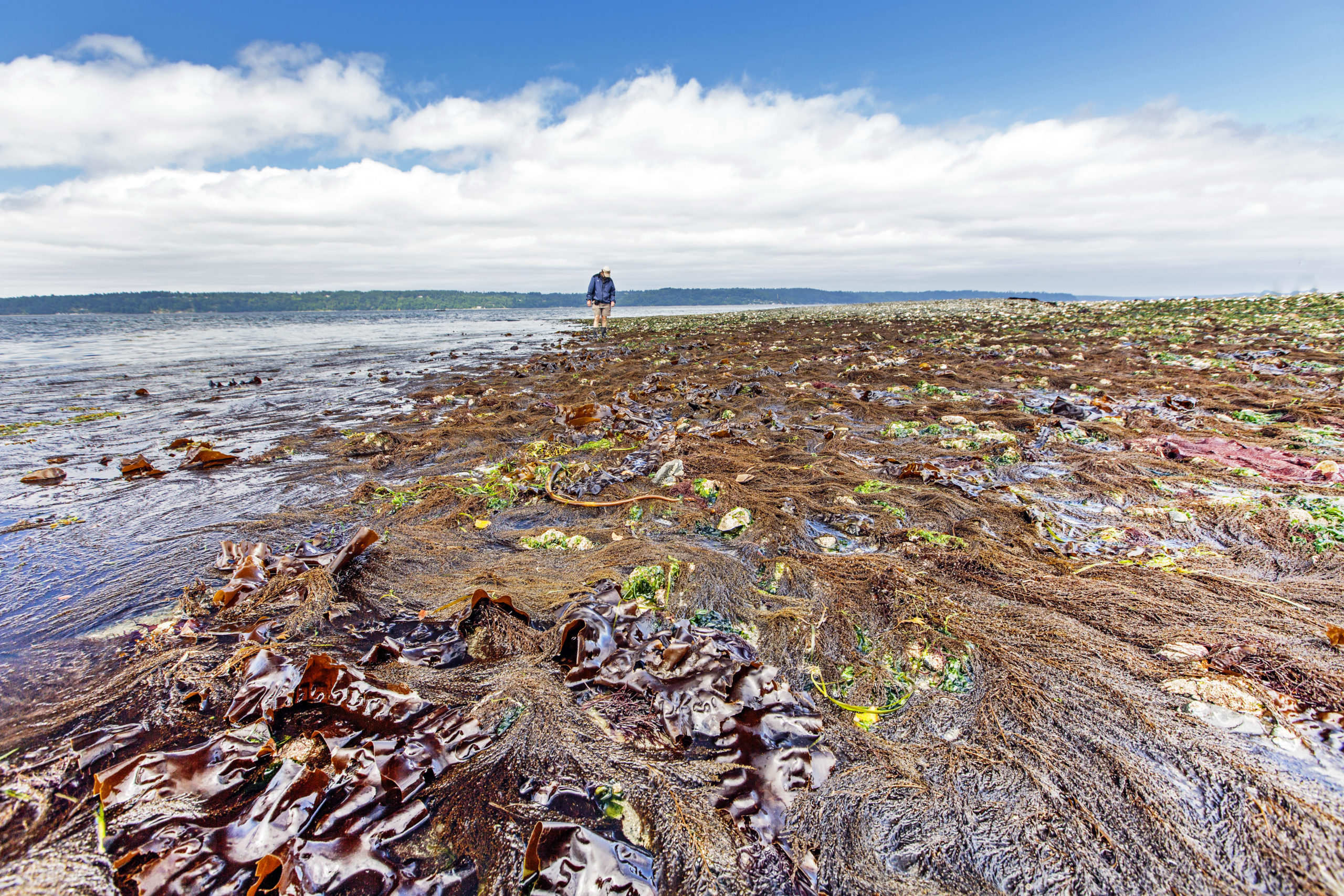 PHOTOS Scenes from Tuesday's minus low tide at Burien's Three Tree
