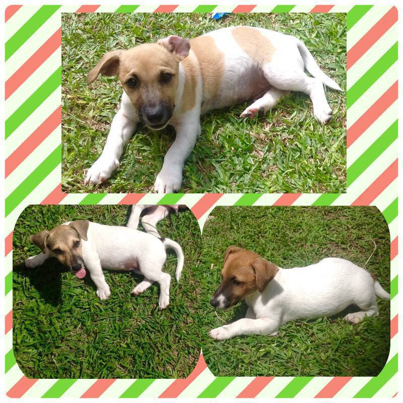 Chiots jack russel Chien Martinique • Cyphoma